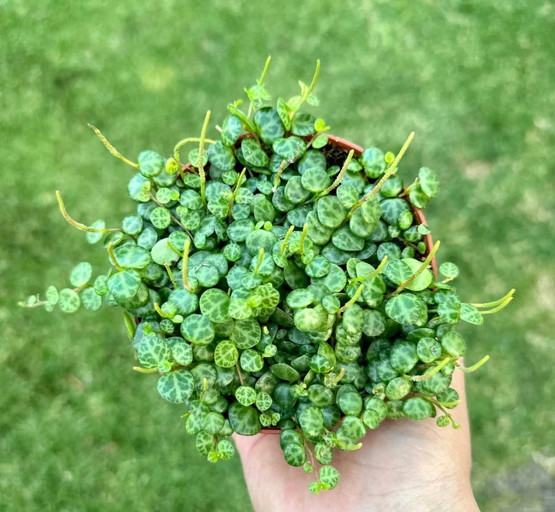 String of Turtles, Trailing Succulent, Hanging Plant, Home Decor Plant in 2.5", 4", 6'' Pot
