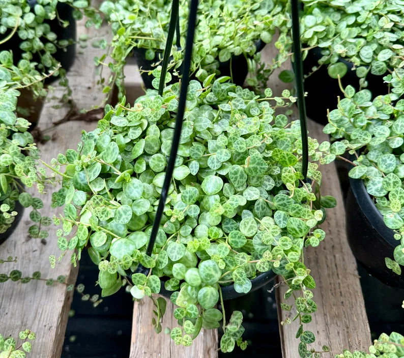 String of Turtles, Trailing Succulent, Hanging Plant, Home Decor Plant in 2.5", 4", 6'' Pot